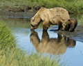 Alaskan Coastal Brown Bear and Cub