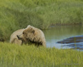 Alaskan Coastal Brown Bear