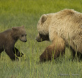 Alaskan Coastal Brown Bear and Cub