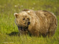 Alaskan Coastal Brown Bear