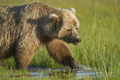 Alaskan Coastal Brown Bear