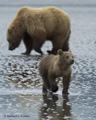 Alaskan Coastal Brown Bear and Cub Clamming