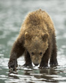 Alaskan Coastal Brown Bear Cub