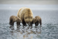 Alaskan Coastal Brown Bear and Cubs Clamming