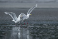 Glaucous-winged Gulls