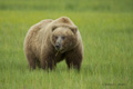 Alaskan Coastal Brown Bear