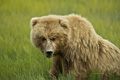 Alaskan Coastal Brown Bear