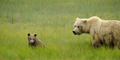 Alaskan Coastal Brown Bear and Cub