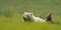 Alaskan Coastal Brown Bear and Cub