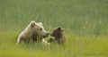 Alaskan Coastal Brown Bear and Cub