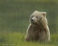 Alaskan Coastal Brown Bear