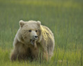 Alaskan Coastal Brown Bear