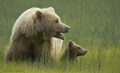 Alaskan Coastal Brown Bear and Cub