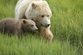 Alaskan Coastal Brown Bear and Cub