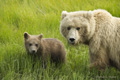 Alaskan Coastal Brown Bear and Cub