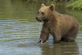 Alaskan Coastal Brown Bear Cub