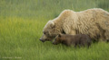 Alaskan Coastal Brown Bear and Cub