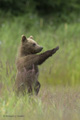 Alaskan Coastal Brown Bear Cub