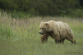 Alaskan Coastal Brown Bear