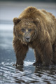 Alaskan Coastal Brown Bear Clamming