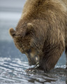 Alaskan Coastal Brown Bear Clamming