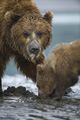 Alaskan Coastal Brown Bear Clamming