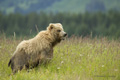 Alaskan Coastal Brown Bear