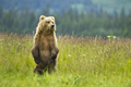 Alaskan Coastal Brown Bear Standing