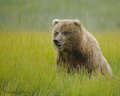 Alaskan Coastal Brown Bear