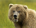 Alaskan Coastal Brown Bear