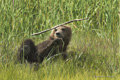 Alaskan Coastal Brown Bear Cub Playing with Stick