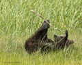 Alaskan Coastal Brown Bear Cub Playing with Stick