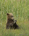 Alaskan Coastal Brown Bear Cub Playing with Foot