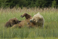 Alaskan Coastal Brown Bear Nursing Cub