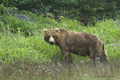 Alaskan Coastal Brown Bear