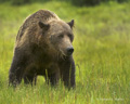 Alaskan Coastal Brown Bear