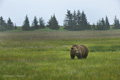 Alaskan Coastal Brown Bear