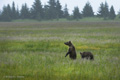 Alaskan Coastal Brown Bear Cubs