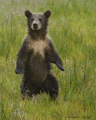 Alaskan Coastal Brown Bear Cub Standing