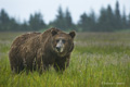 Alaskan Coastal Brown Bear