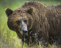 Alaskan Coastal Brown Bear