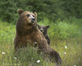 Alaskan Coastal Brown Bear and Cub