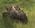 Alaskan Coastal Brown Bear Nursing Cubs