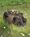 Alaskan Coastal Brown Bear Nursing Cubs