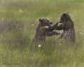 Alaskan Coastal Brown Bear Cubs Playing