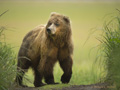 Alaskan Coastal Brown Bear