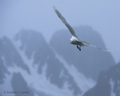 Glaucous Gull