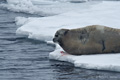 Bearded Seal