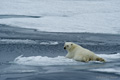 Polar Bear (Pack Ice North of Svalbard)