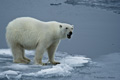 Polar Bear (Pack Ice North of Svalbard)